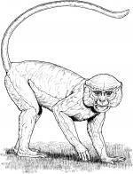 Colobus Monkey  clipart