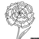 Carnation coloring