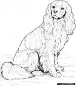 Cavalier King Charles coloring