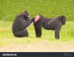Celebes Crested Macaque clipart