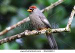 Chestnut-capped Laughingthrush clipart