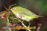 Chestnut-flaked White-eye coloring