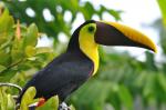 Chestnut-mandibled Toucan coloring