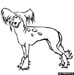Chinese Crested Dog coloring