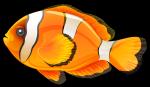 Clownfish clipart