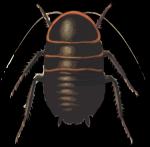 Cockroach svg