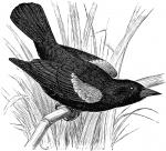 Common Blackbird clipart