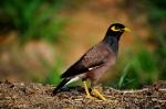 Common Myna coloring