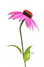 Cone Flower clipart