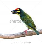 Coppersmith Barbet clipart
