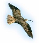 Curlew clipart