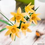 Daffodil svg