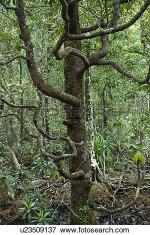 Daintree Rainforest clipart