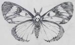 Deaths Head Moth clipart