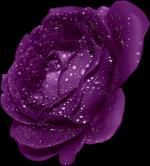 Purple Rose clipart