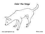 Dingo coloring