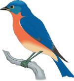 Eastern Bluebird clipart