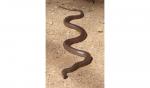 Eastern Brown Snake svg