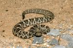 Eastern Diamondback Rattlesnake clipart