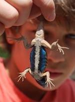 Eastern Fence Lizard coloring
