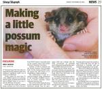 Eastern Pygmy Possum svg