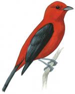 Scarlet Tanager clipart