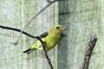 Eastern Tanager coloring