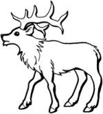 Elk coloring