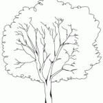 Elm Tree coloring