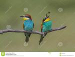 Eurasian Bee-eater clipart