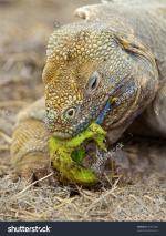 Galapagos Land Iguana clipart