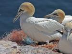 Northern Gannet coloring