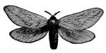 Swift Moth clipart