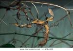 Giant Spiny Stick Insect clipart