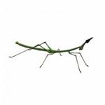 Giant Spiny Stick Insect svg