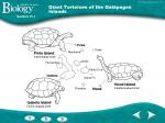 Giant Tortoise coloring