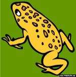 Golden Poison Frog coloring