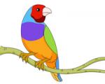 Gouldian Finches clipart