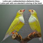 Gouldian Finches coloring