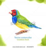 Gouldian Finches svg