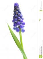 Grape Hyacinth clipart