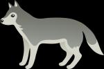 Gray Wolf clipart