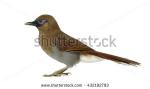 Gray-sided Laughing Thrush clipart