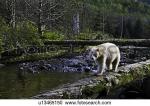 Great Bear Rainforest clipart
