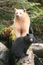 Great Bear Rainforest coloring