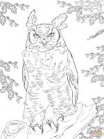 Horned Owl coloring