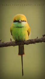 Green Bee-eater clipart