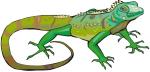Green Iguana clipart