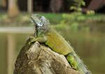 Green Iguana svg