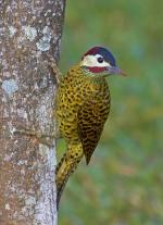 Green-barred Woodpecker coloring